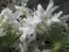 Thumbnail IMG_3330.JPG 