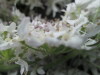 Thumbnail IMG_3331.JPG 