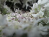Thumbnail IMG_3332.JPG 