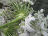 Thumbnail IMG_3333.JPG 