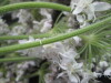 Thumbnail IMG_3334.JPG 