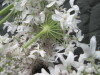 Thumbnail IMG_3335.JPG 