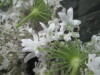 Thumbnail IMG_3336.JPG 