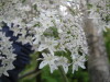 Thumbnail IMG_8410.JPG 