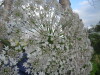 Thumbnail IMG_8411.JPG 
