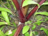 Thumbnail IMG_8414.JPG 