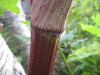 Thumbnail IMG_8415.JPG 