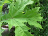 Thumbnail IMG_8417.JPG 