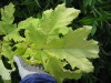 Thumbnail IMG_8418.JPG 