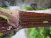 Thumbnail IMG_8420.JPG 