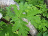 Thumbnail IMG_8421.JPG 