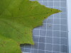 Thumbnail IMG_0637.JPG 