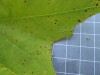 Thumbnail IMG_0638.JPG 