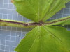 Thumbnail IMG_0640.JPG 