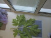 Thumbnail IMG_0646.JPG 