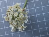 Thumbnail IMG_0666.JPG 