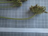 Thumbnail IMG_0685.JPG 