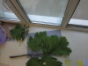 Thumbnail IMG_0693.JPG 