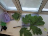 Thumbnail IMG_0697.JPG 