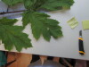 Thumbnail IMG_0704.JPG 
