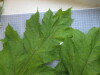 Thumbnail IMG_0709.JPG 
