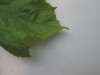 Thumbnail IMG_0712.JPG 
