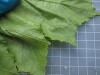 Thumbnail IMG_0753.JPG 