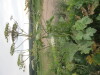 Thumbnail IMG_0796.JPG 