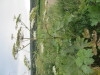 Thumbnail IMG_0797.JPG 