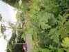 Thumbnail IMG_0800.JPG 