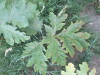 Thumbnail IMG_0801.JPG 