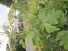 Thumbnail IMG_0802.JPG 
