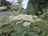 Thumbnail IMG_0803.JPG 