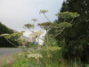 Thumbnail IMG_0805.JPG 
