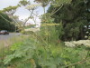 Thumbnail IMG_0806.JPG 