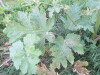 Thumbnail IMG_0807.JPG 