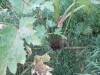 Thumbnail IMG_0808.JPG 