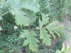 Thumbnail IMG_0809.JPG 