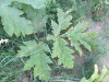Thumbnail IMG_0810.JPG 