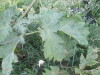 Thumbnail IMG_0811.JPG 