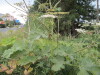 Thumbnail IMG_0812.JPG 