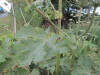 Thumbnail IMG_0813.JPG 