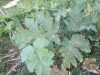 Thumbnail IMG_0815.JPG 