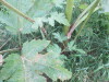 Thumbnail IMG_0816.JPG 