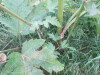 Thumbnail IMG_0817.JPG 
