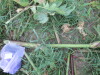 Thumbnail IMG_0821.JPG 