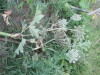 Thumbnail IMG_0822.JPG 