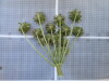Thumbnail IMG_0826.JPG 
