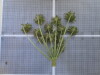 Thumbnail IMG_0827.JPG 