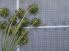 Thumbnail IMG_0828.JPG 